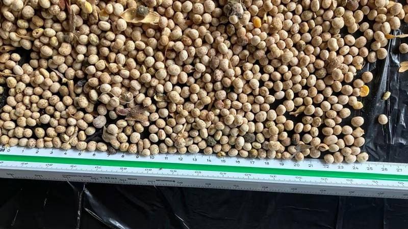 mouldy grain lumps in soybean