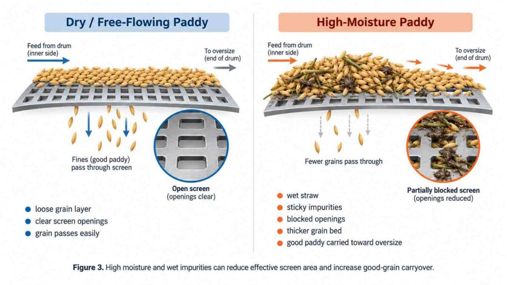 How high moisture and wet impurities affect paddy pre-cleaning