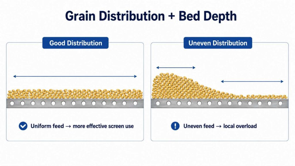 Grain distribution and bed depth on a grain cleaner screen